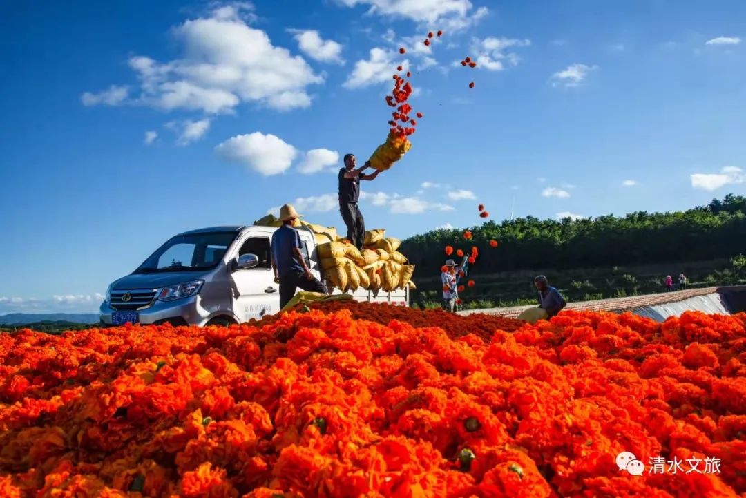摄影:清水文旅 清水摄影家协会(赵彦真 张智明 吴广仁 王润峰)编辑