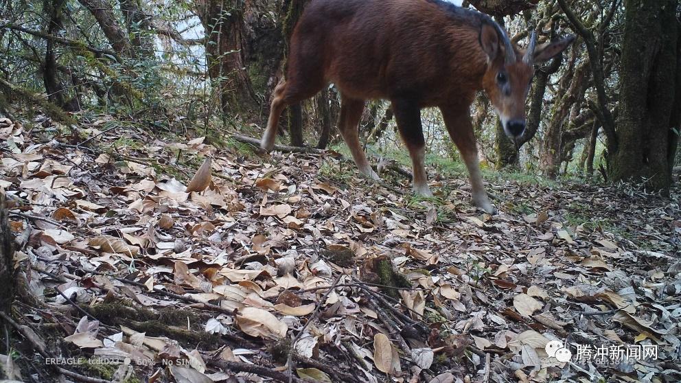 中国兽类新记录物种红鬣羚频频现身高黎贡山
