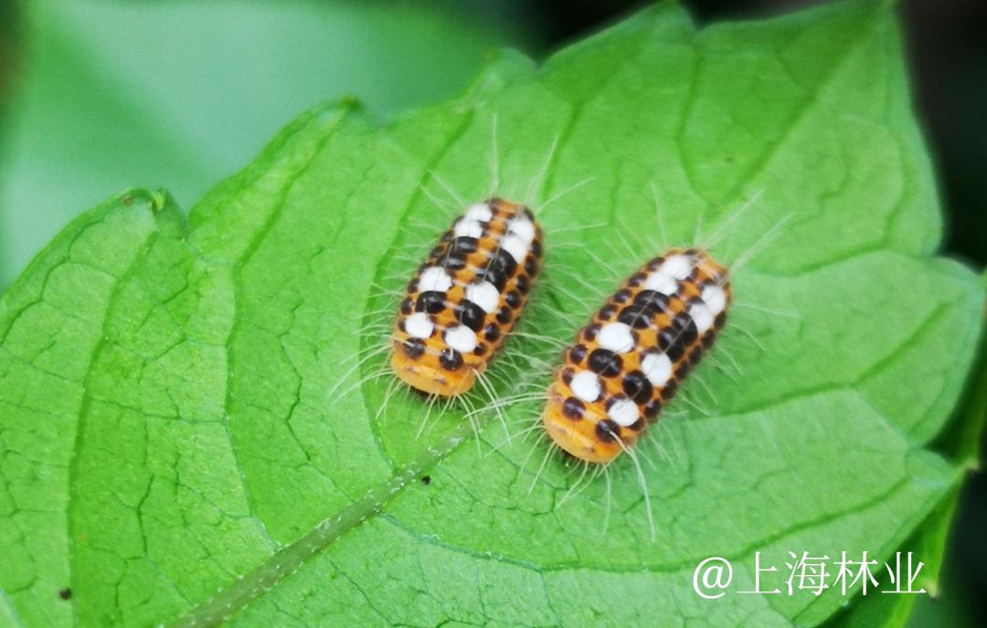 条纹小斑蛾幼虫鹿蛾幼虫大家现在能区分鹿蛾和条纹小斑蛾了吗?