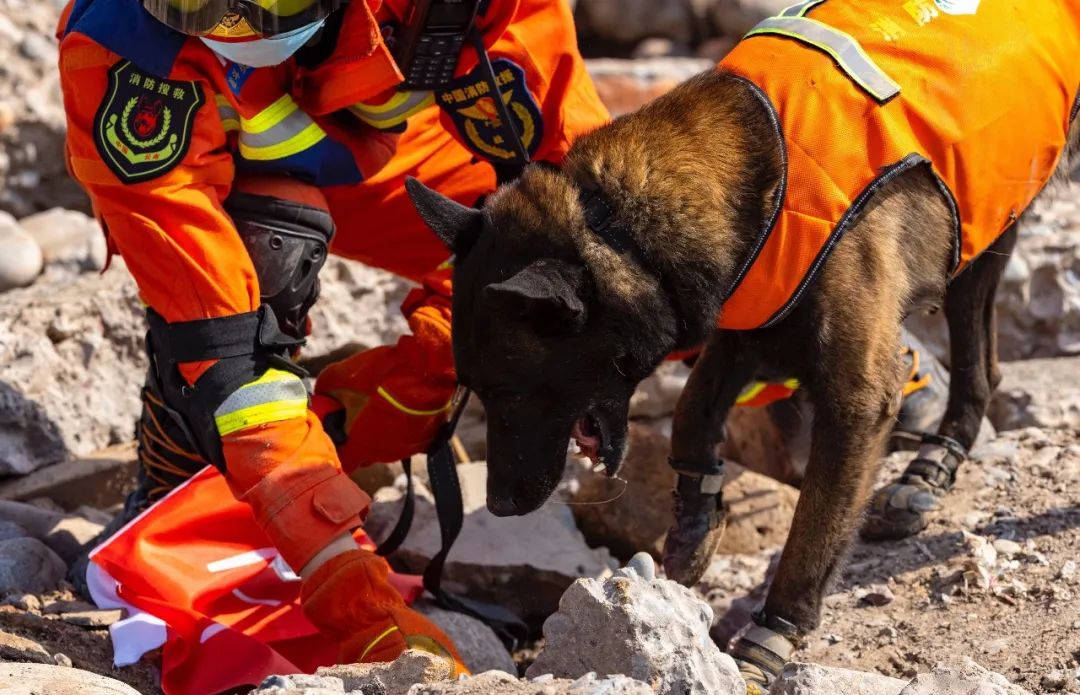 神犬出击看搜救犬与训导员赛场秀默契