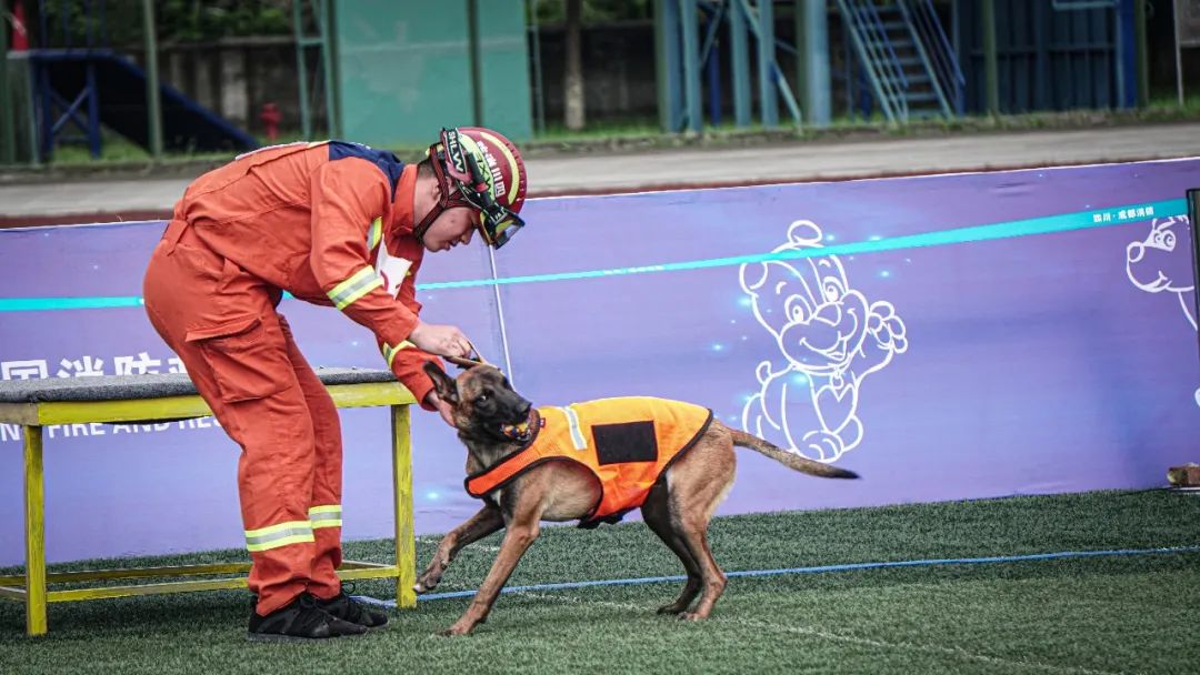 神犬出击看搜救犬与训导员赛场秀默契