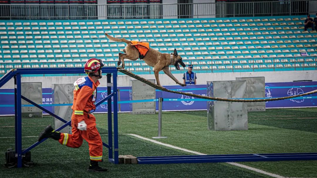 神犬出击看搜救犬与训导员赛场秀默契