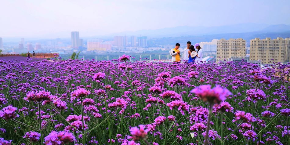 花舞北山春常在康养清水等你来