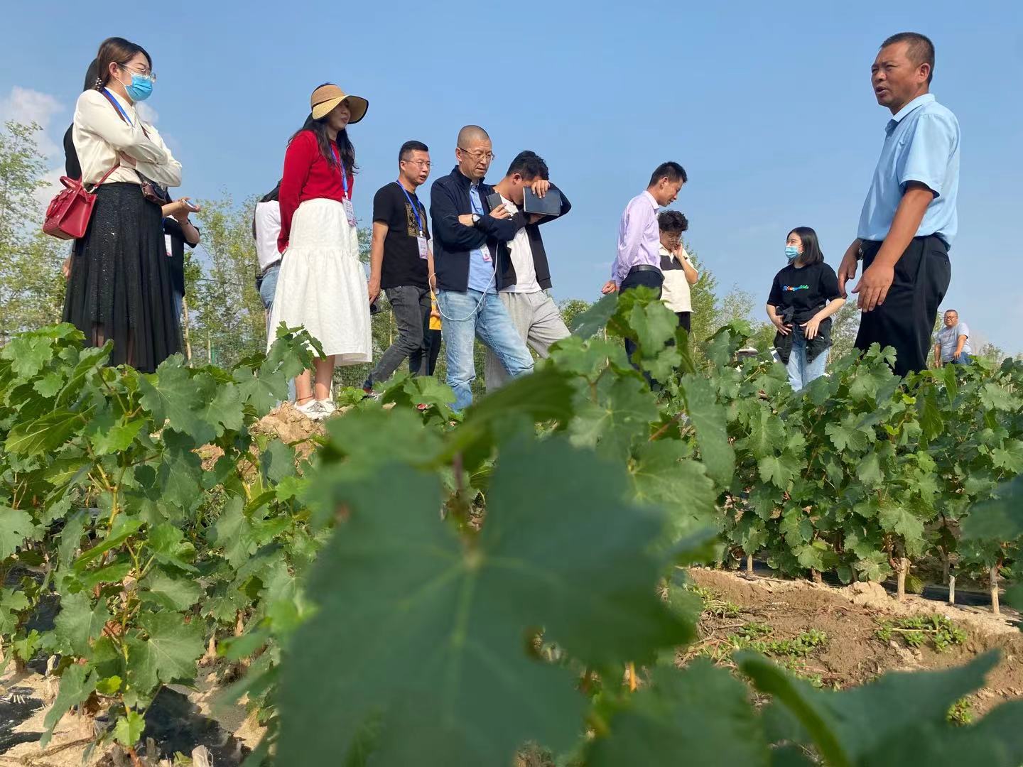 采访团还来到位于宁夏农垦玉泉营农场的玉泉营葡萄苗木繁育中心,这里