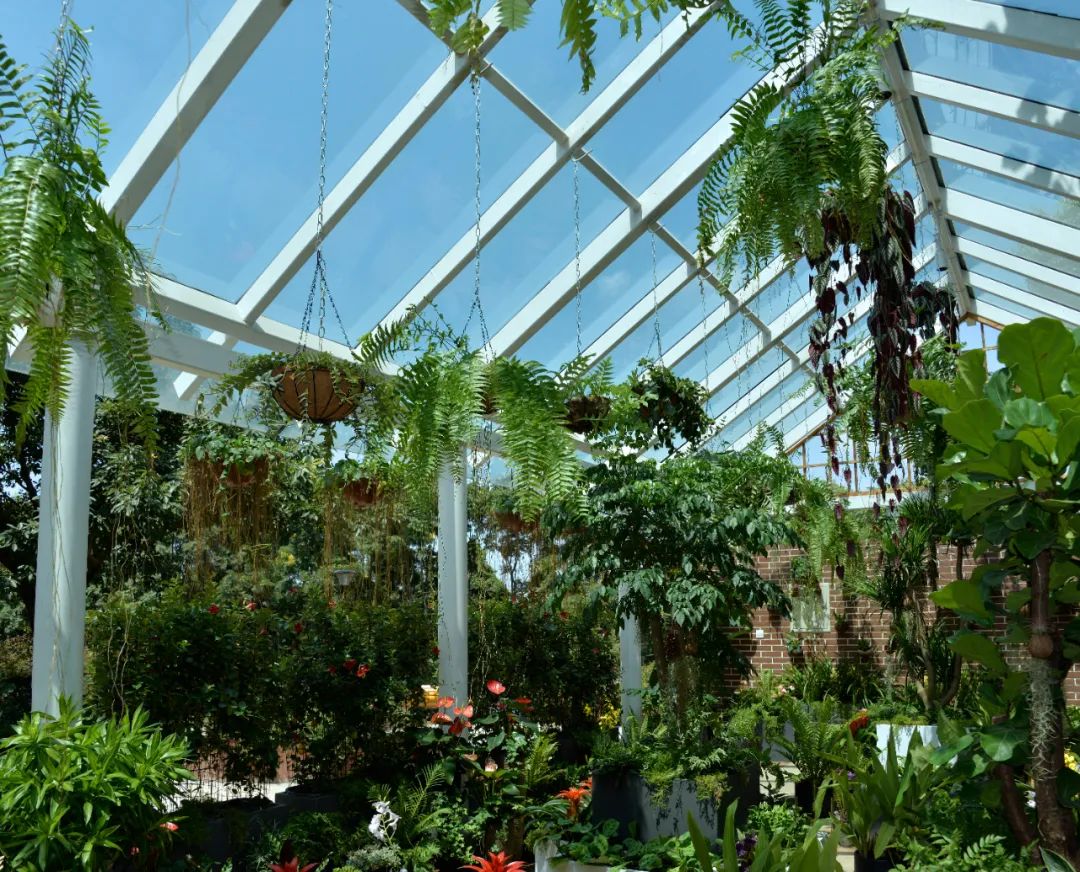 成都这里,有一座绝美花房