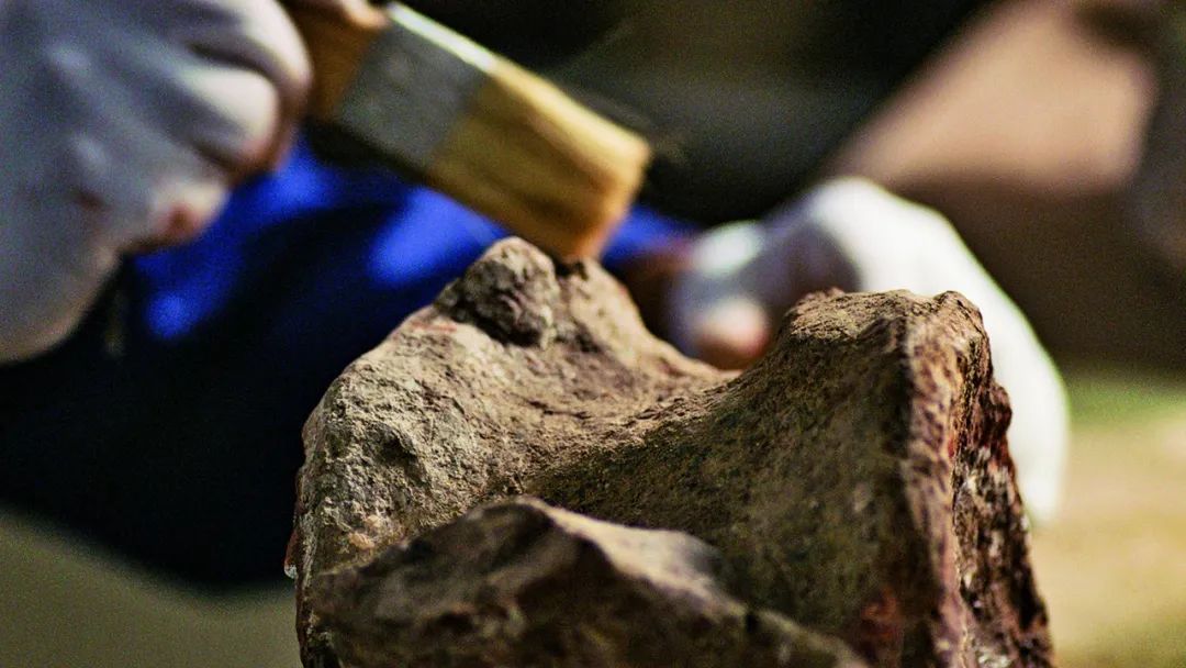 生物奇妙说④ | 来一场上亿年的"时空之旅"