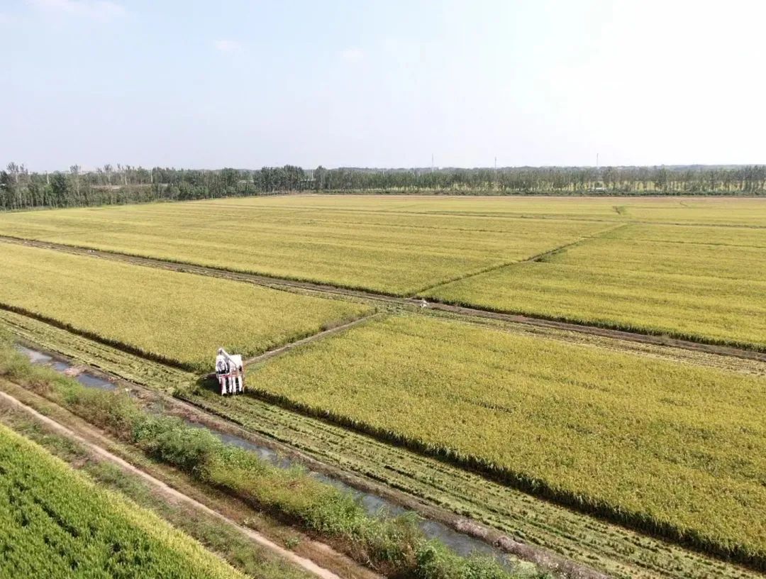 9月13日,走進即墨區藍村街道青香水稻種植專業合作社,一大片金黃色的