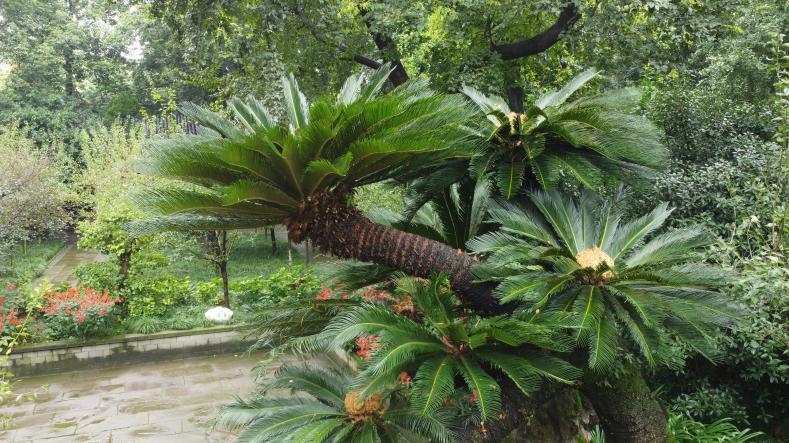 成都这株千年龙形铁树开花