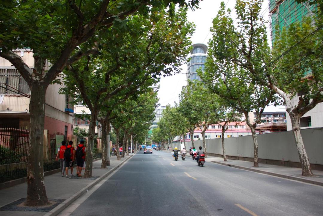 汉 阴 路(石泉路 - 华池路)共77株悬铃木,2015年创建成功.