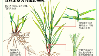 从“护堤能手”到“入侵物种”：互花米草治理启示