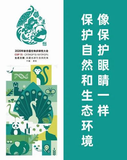 cop15相约春城手抄报图片