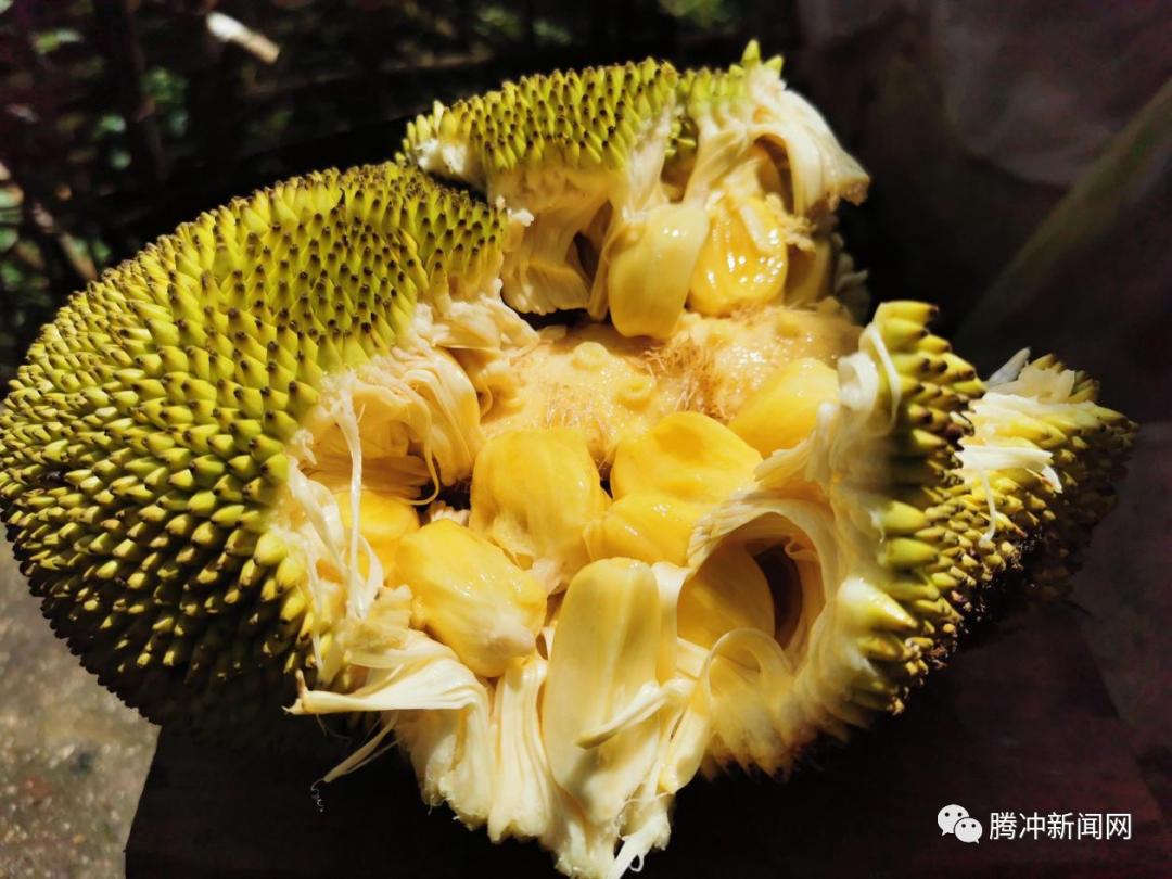 許大哥都要摘幾籮筐去賣村子裡的菠蘿蜜樹有百餘株秋天