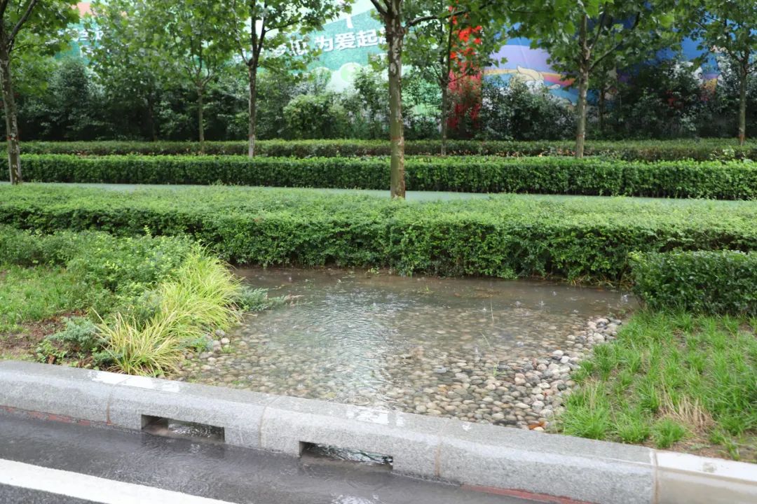 雨水花园唯有道路两旁绿化带公园幽径都已不见雨水踪迹沣西新城大街
