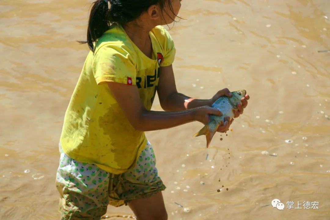想体验"浑水摸鱼"?走!德宏这些地方抓稻花鱼去~