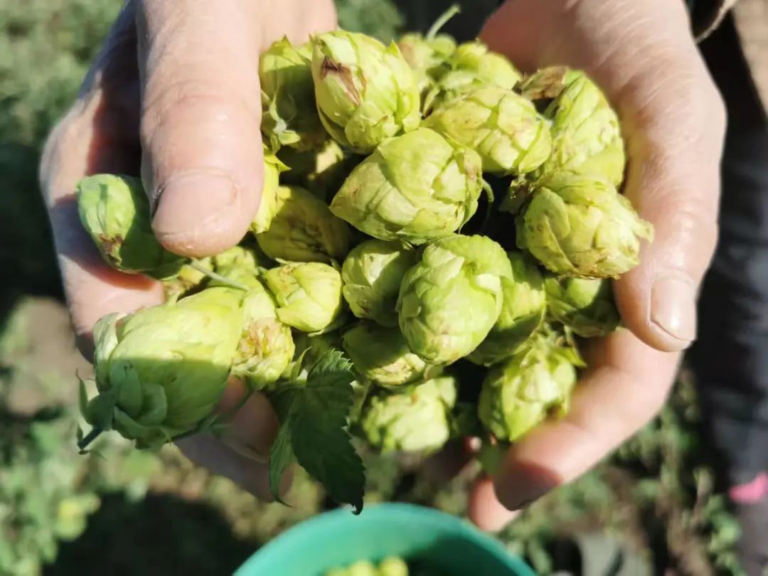 调结构促发展增效益梅里斯首次试种啤酒花采摘进行时