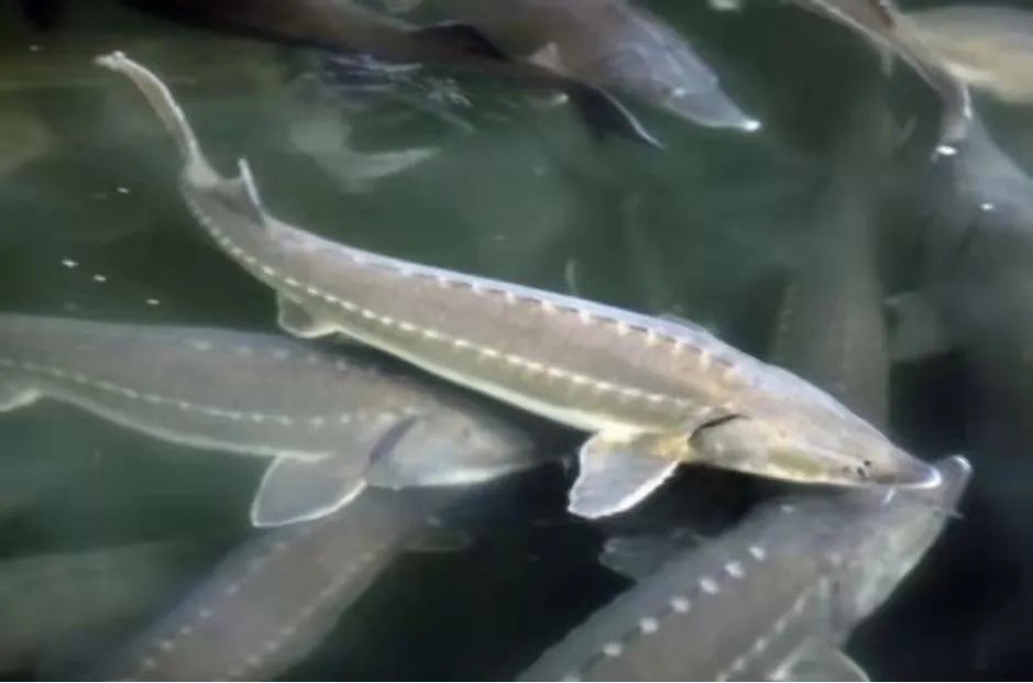 100多吨鲟鱼滞销养殖户心急如焚