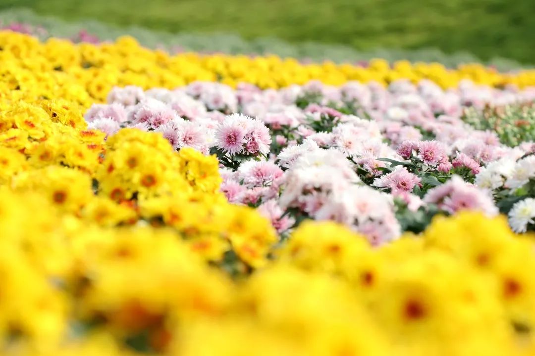 美呆了!麻江藥谷江村菊花園開園了