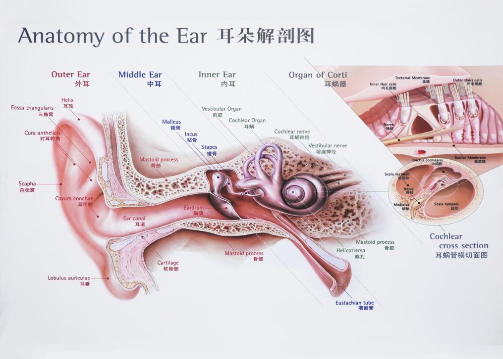 前庭大腺图片位置图片