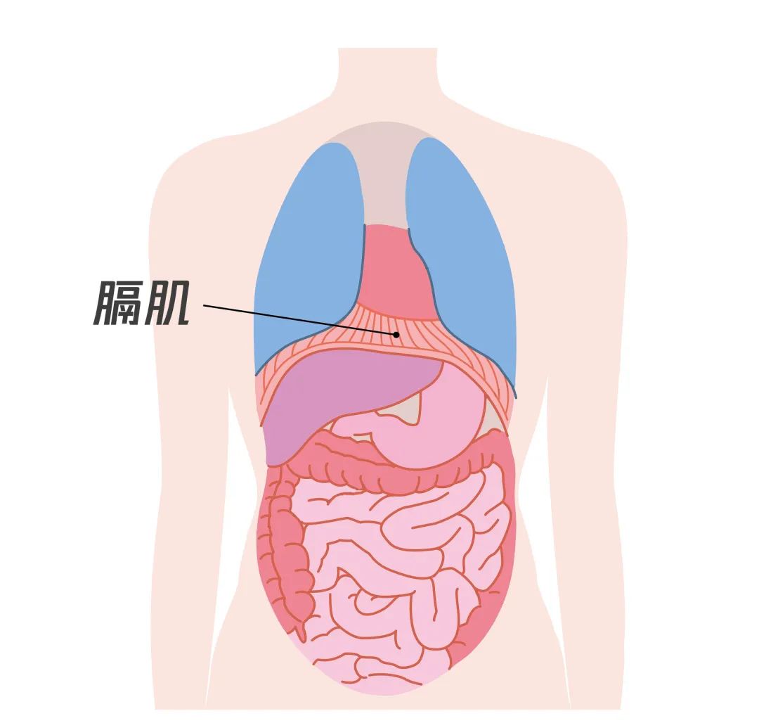 了解膈肌,它位于肺的下方和胃的上方,是胸腔的地板及腹腔的天花板