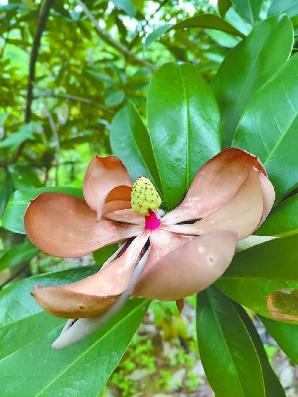 极度濒危长梗木莲引种11年后首次绽放