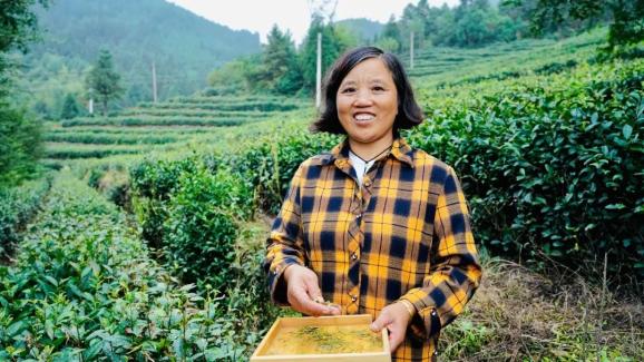 民宿主餘麗珍展示今年的茶葉夫妻倆還承包了一片70畝的茶園,經營著