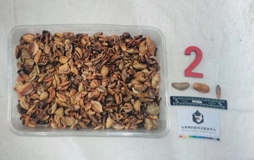 炮山甲药店老板被判刑竟是因这味妙药