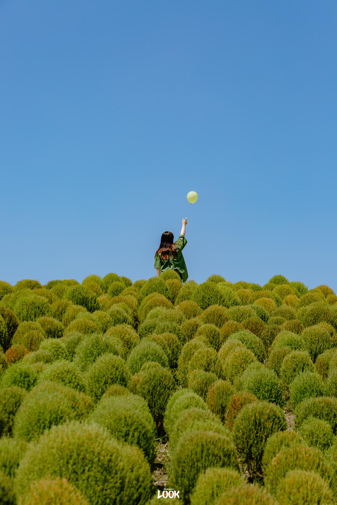 魔都9月限定绿地肤全球最大的地肤花海,200亩近40万株地肤,坐标花开