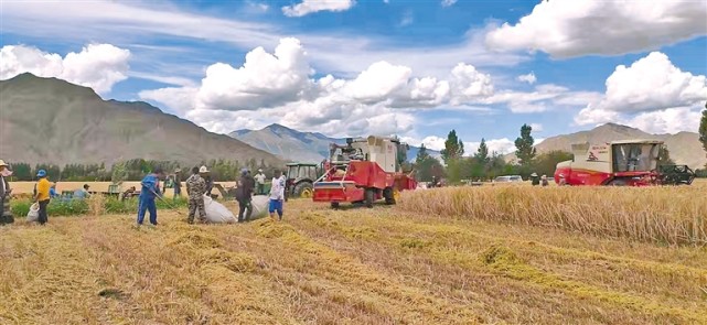 青稞穗里说丰年"十三五"时期西藏种植业发展能力不断提升