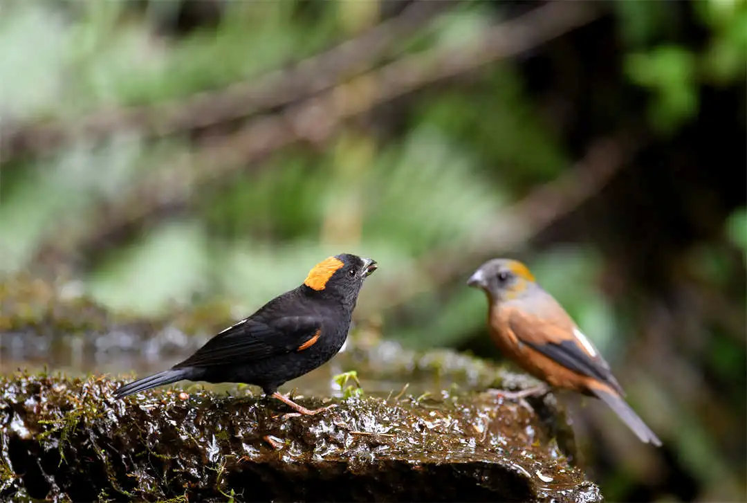 cop15看腾冲快来围观高黎贡山下缤纷斑斓的鸟世界