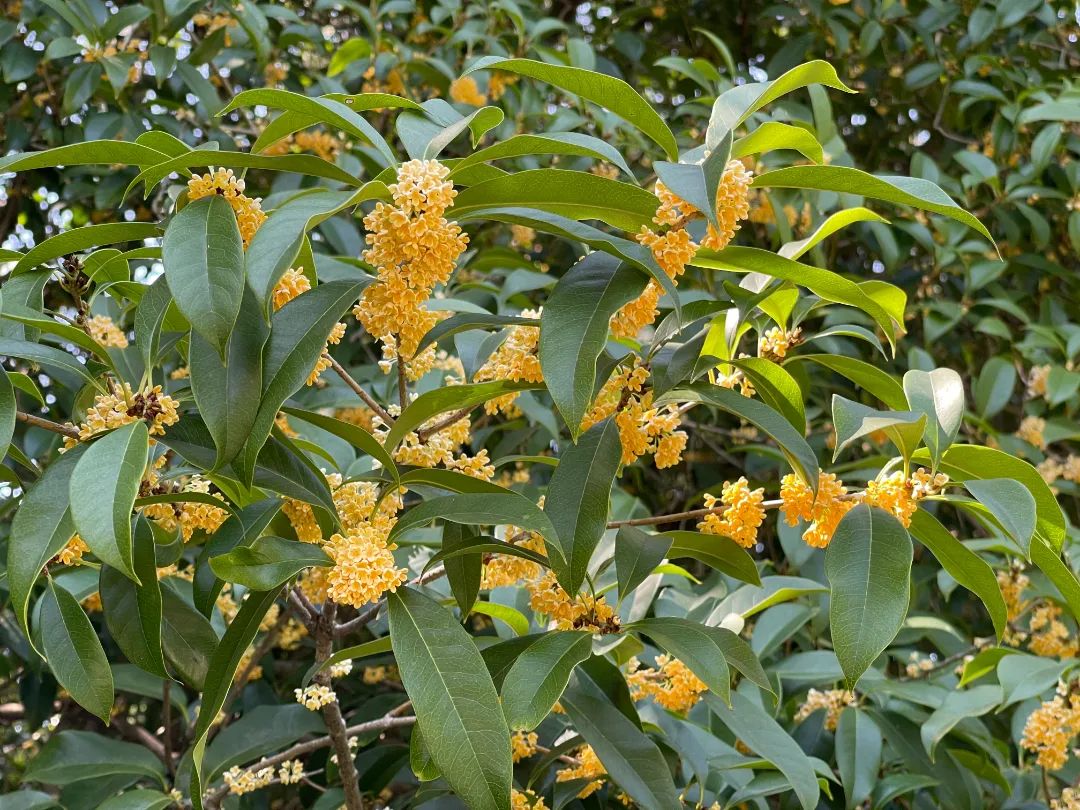 中秋过后桂花飘香，早银桂开“虽迟但到”