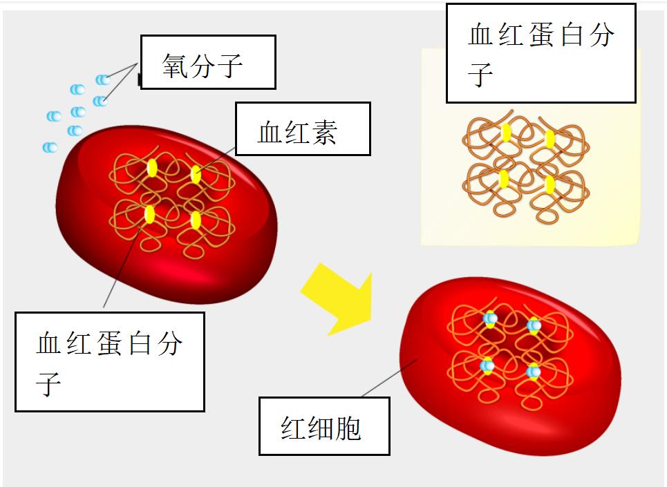红细胞的结构示意图图片