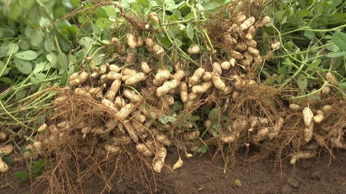 丰收正定南楼乡东里双村万亩花生喜获丰收