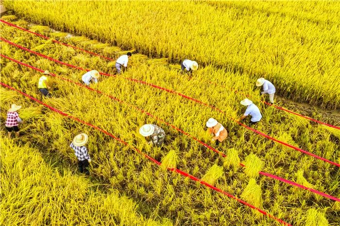 中國農民豐收節這是豐收的來賓更是希望的田野