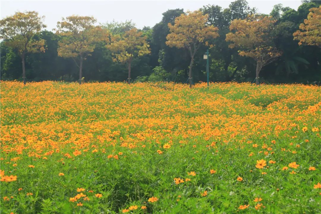 广州这片金黄色的花海超靓