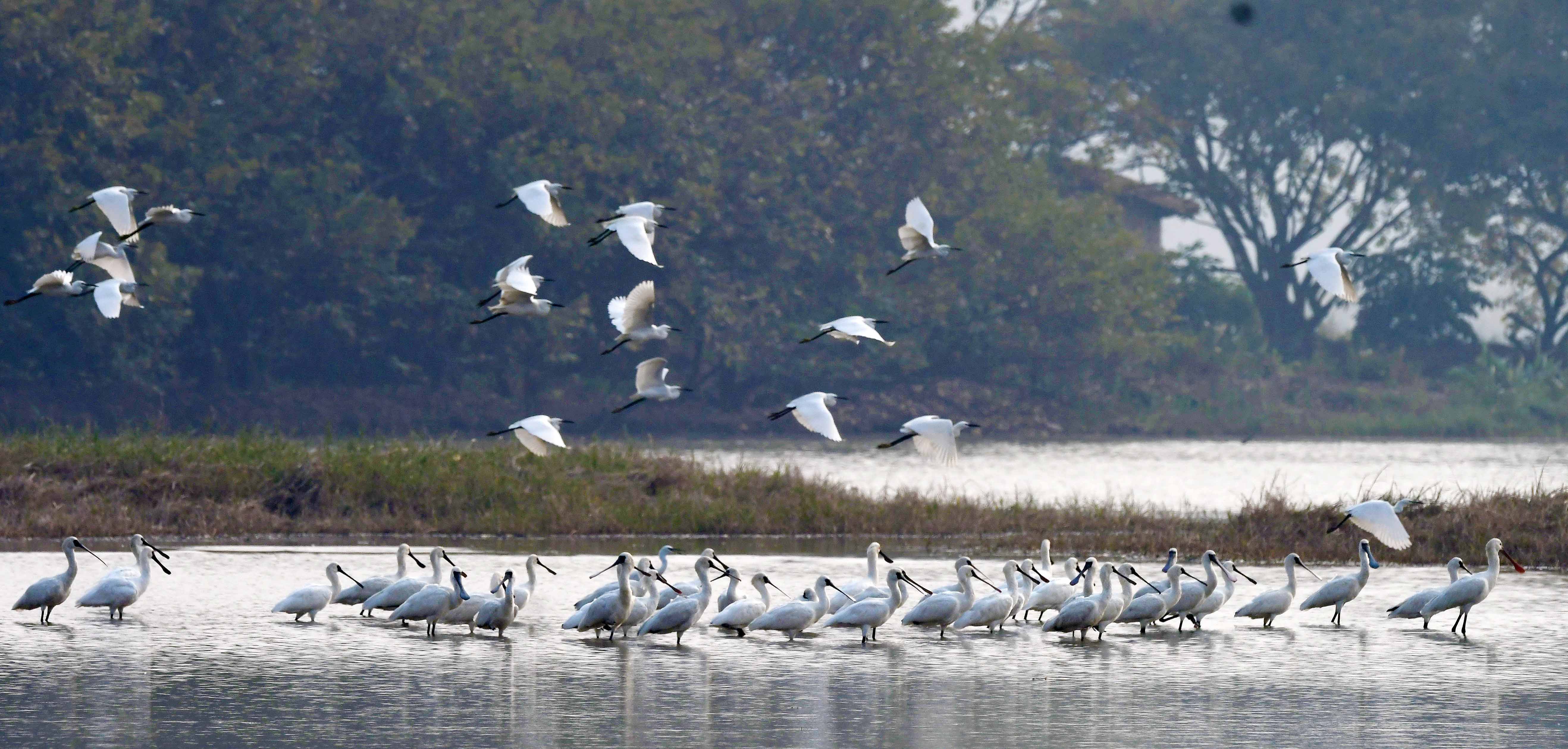 南沙湿地(资料图片)