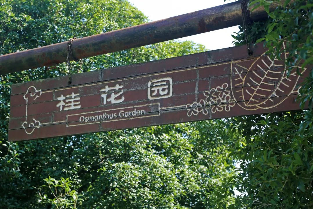 申城首波桂花香弥漫上海植物园有记录来最晚开的早银桂