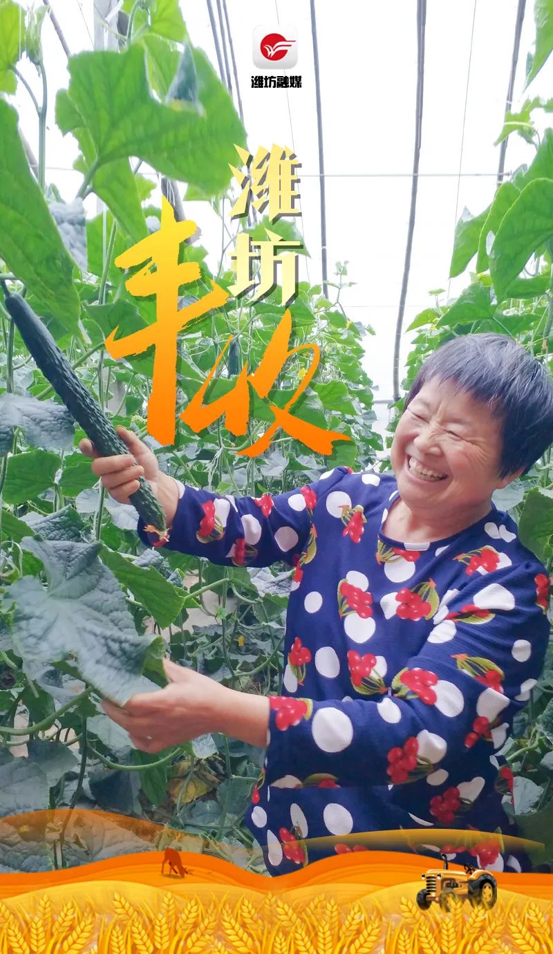 昌乐庵上湖村蔬菜大棚内,赵延文在摘黄瓜.