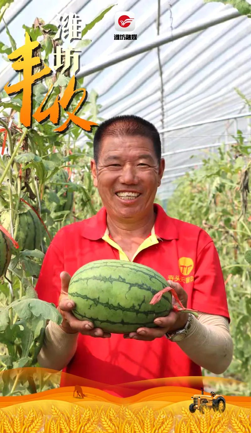 昌乐庵上湖村西瓜丰收.