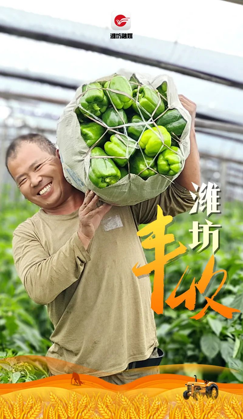 昌乐庵上湖村蔬菜大棚内蔬菜丰收,赵延清喜上眉梢.