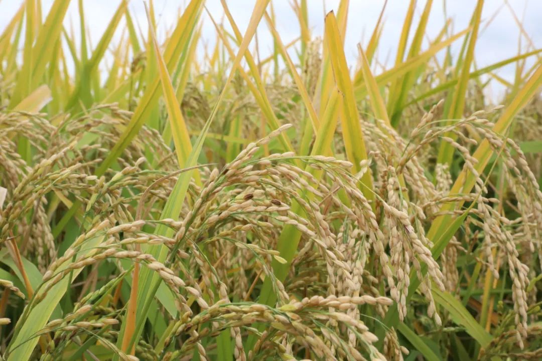 突泉县10万亩粟稻迎来硕果累累丰收季