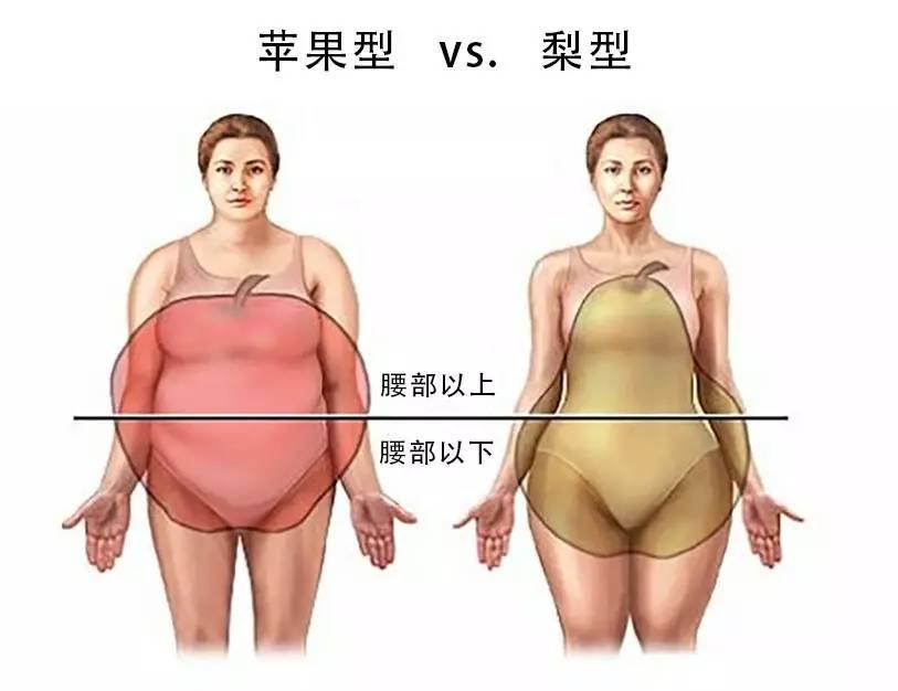 苹果型身材的脂肪都囤积在腰部以上,而往往下肢纤细修长,这类胖胖内脏