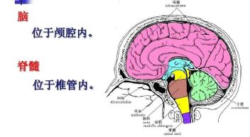 我們的大腦在顱腔內,是一個完全密閉的空間,根本沒辦法進水的.