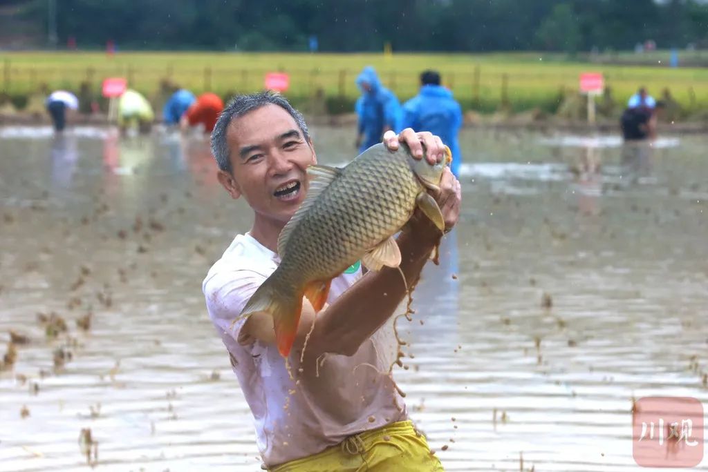 视频稻香鱼肥广元昭化稻田抓鱼喜庆丰收
