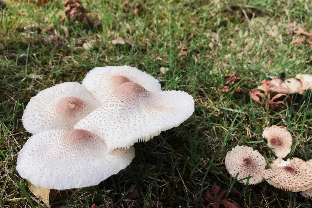 会造成肠胃炎名为美洲白环蘑上述第一种菌菇也是毒蘑菇(来源