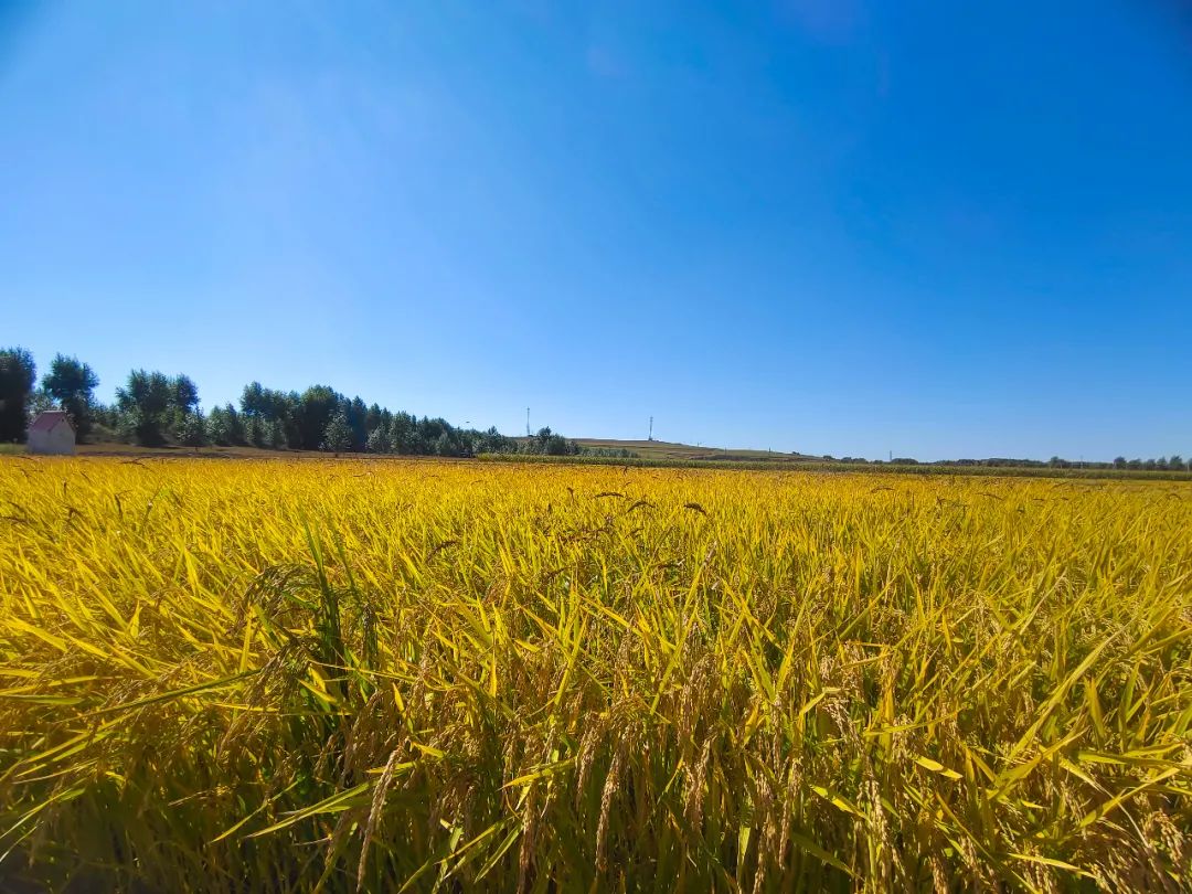 走进乡村看小康种植调整显成效稻穗田里话丰年