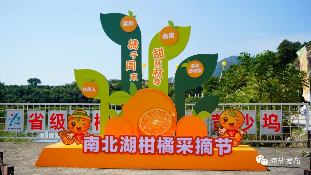 秋橘黄采摘忙今天南北湖柑橘采摘节现场好热闹