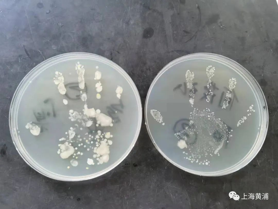 并由疾控中心的叔叔阿姨带回实验室培养,将洗手前后的细菌对比图