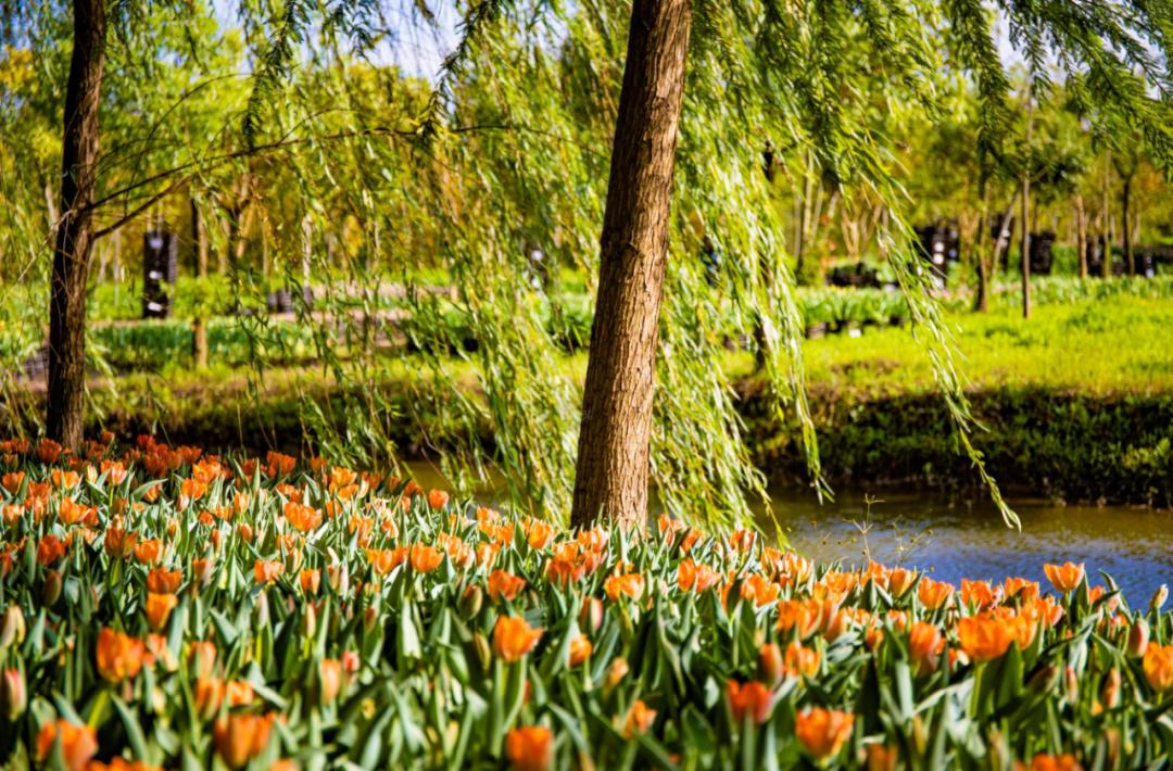 10月1日起30万株郁金香将在崇明这里绽放