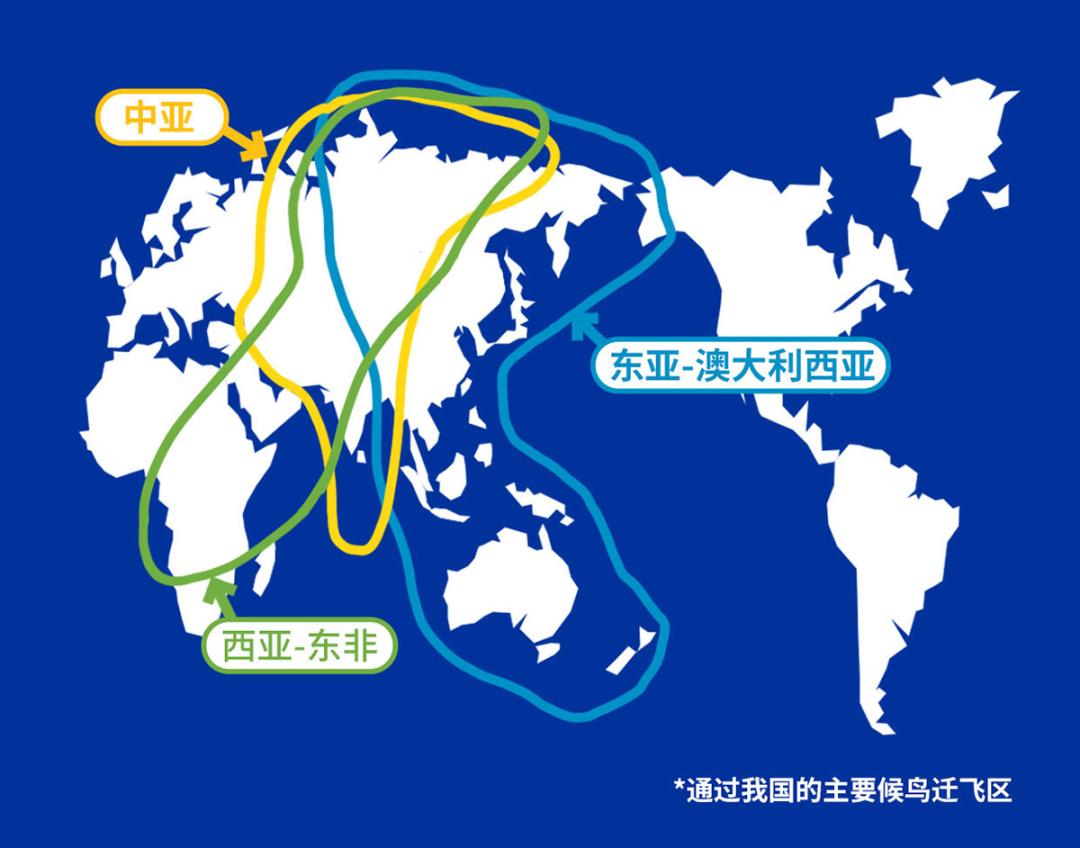 候鸟迁徙路线全球图片