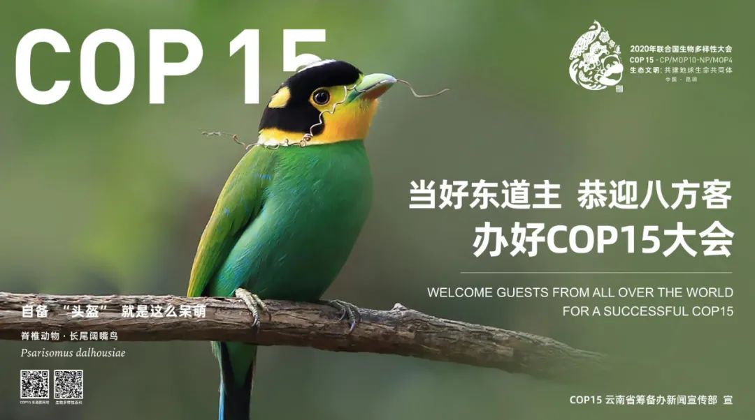 cop15昆明這組絕美海報亮相央視黃金時段你看到了嗎